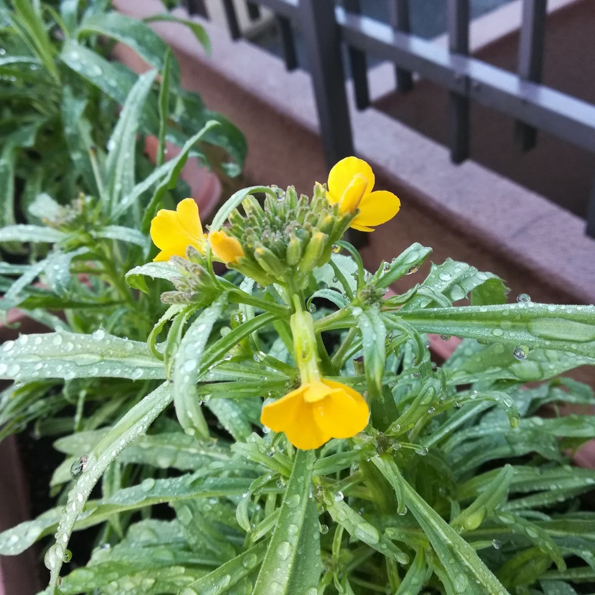 冬花壇用に 開花