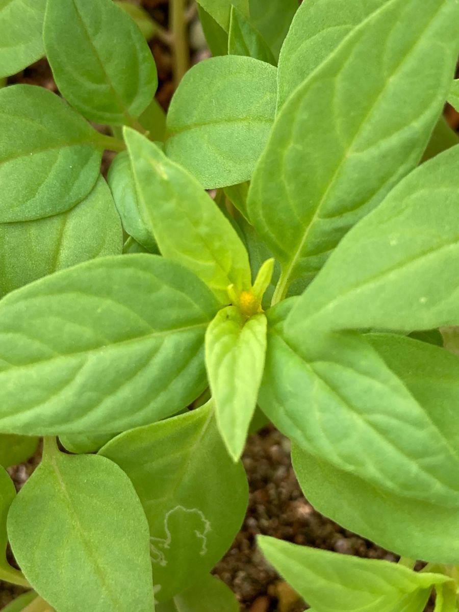 ケイトウ　キャンドル仕立て 黄色の花芽