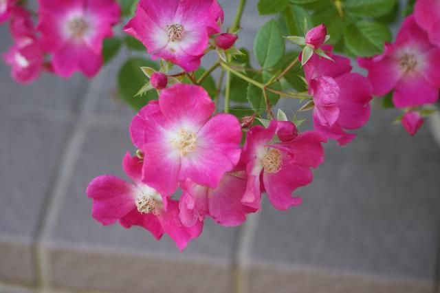 ミニバラの交配と実生 一番花アップ