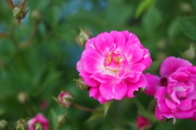 ミニバラの交配と実生 三番花アップ