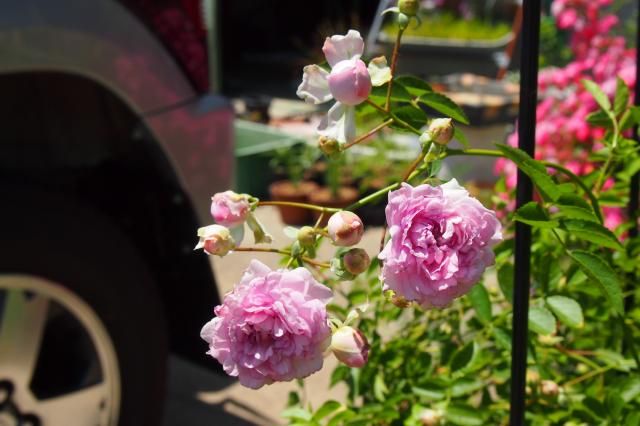 ミニバラの交配と実生 開花した4番花をアップします