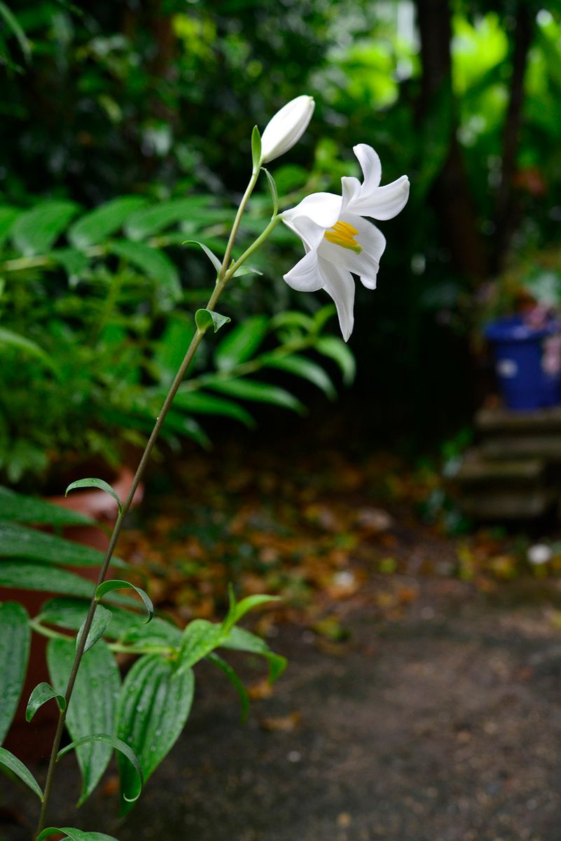 マドンナリリーを暖地でⅡ マドンナリリー「サロニカエ」開花