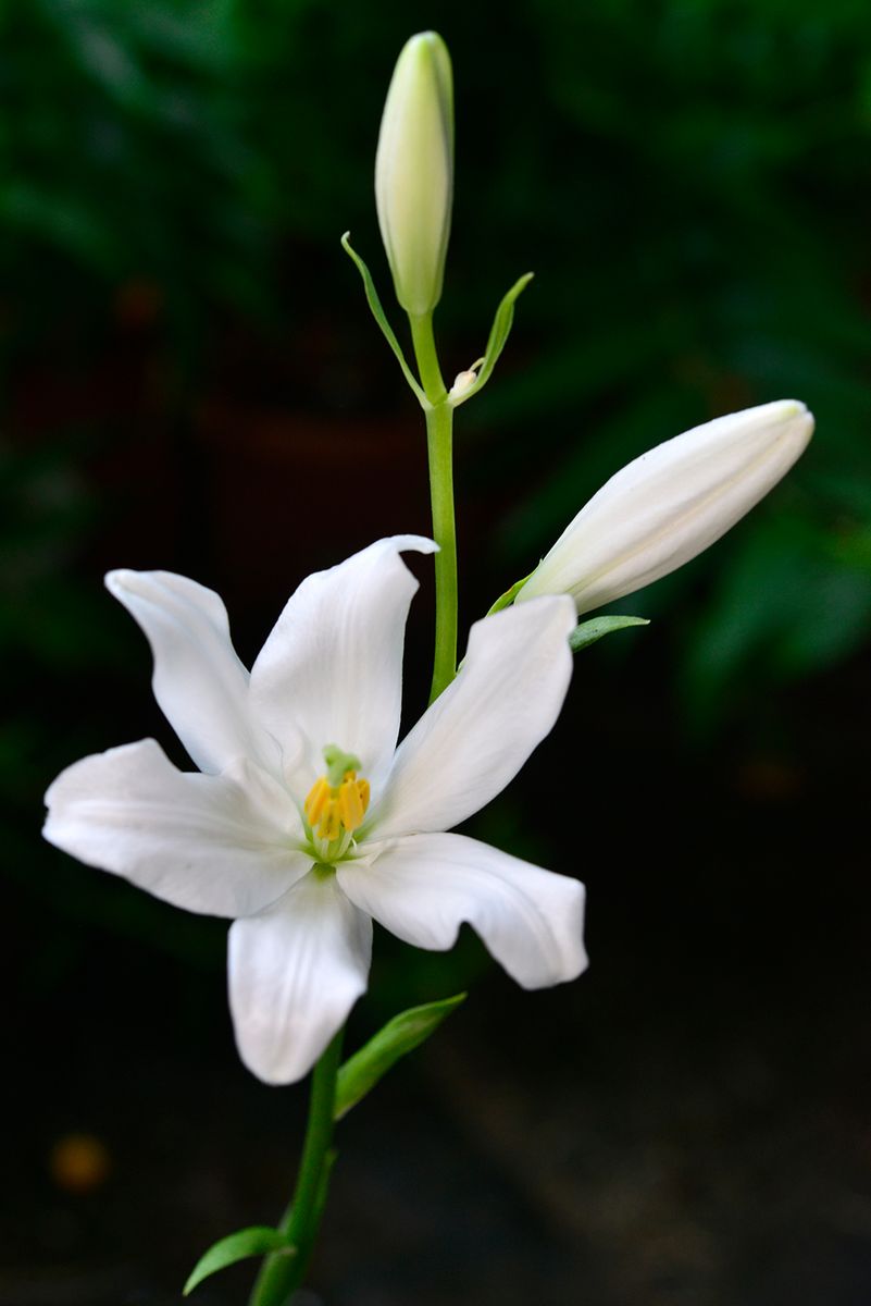 マドンナリリーを暖地でⅡ サロニカエの花の付き方