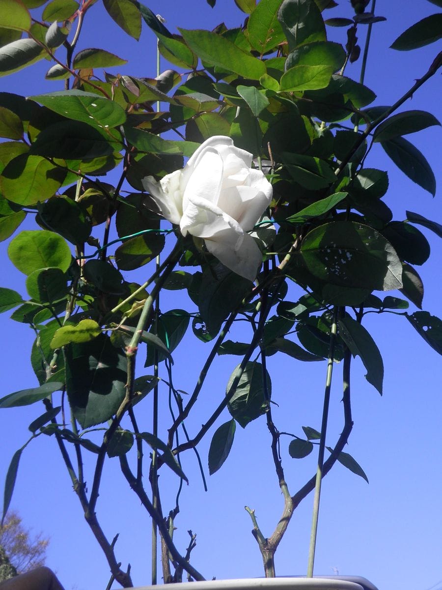 バラ挿し木 小さい開花