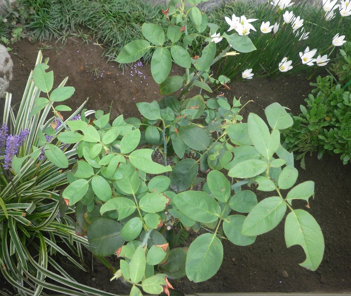 バラ挿し木 長女を地植え