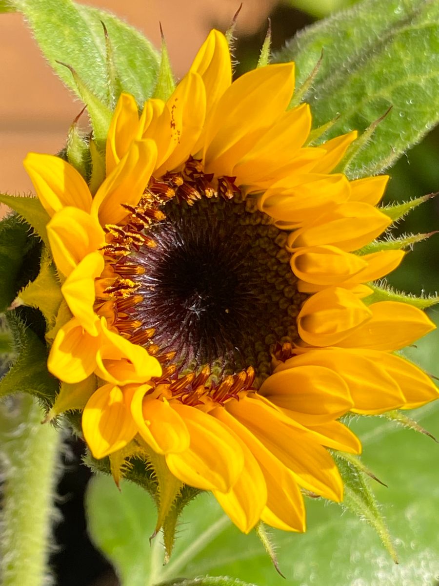 ヒマワリ、夏蒔きしたらいつまで楽しめるかな？ 綺麗に開花しました🌻✨