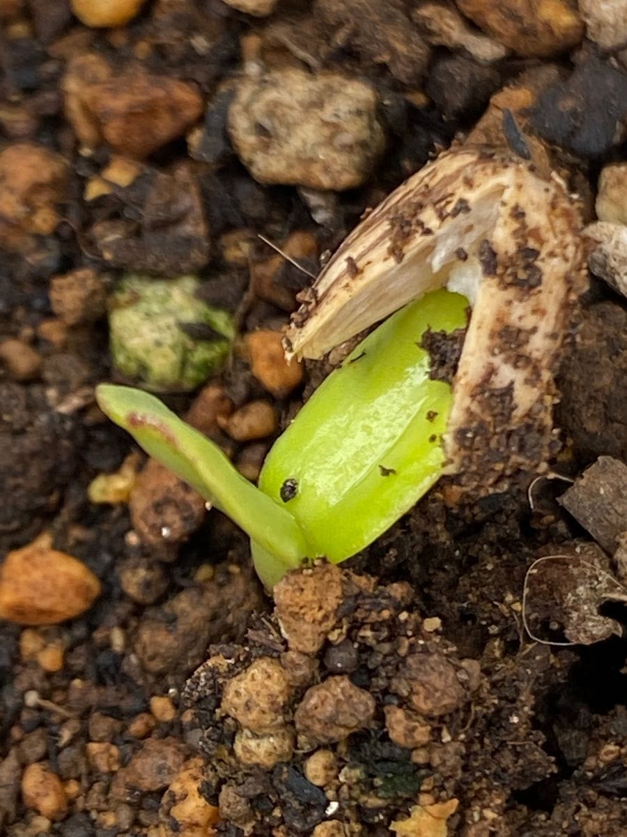 ヒマワリ、夏蒔きしたらいつまで楽しめるかな？ 双葉のアップ🌱