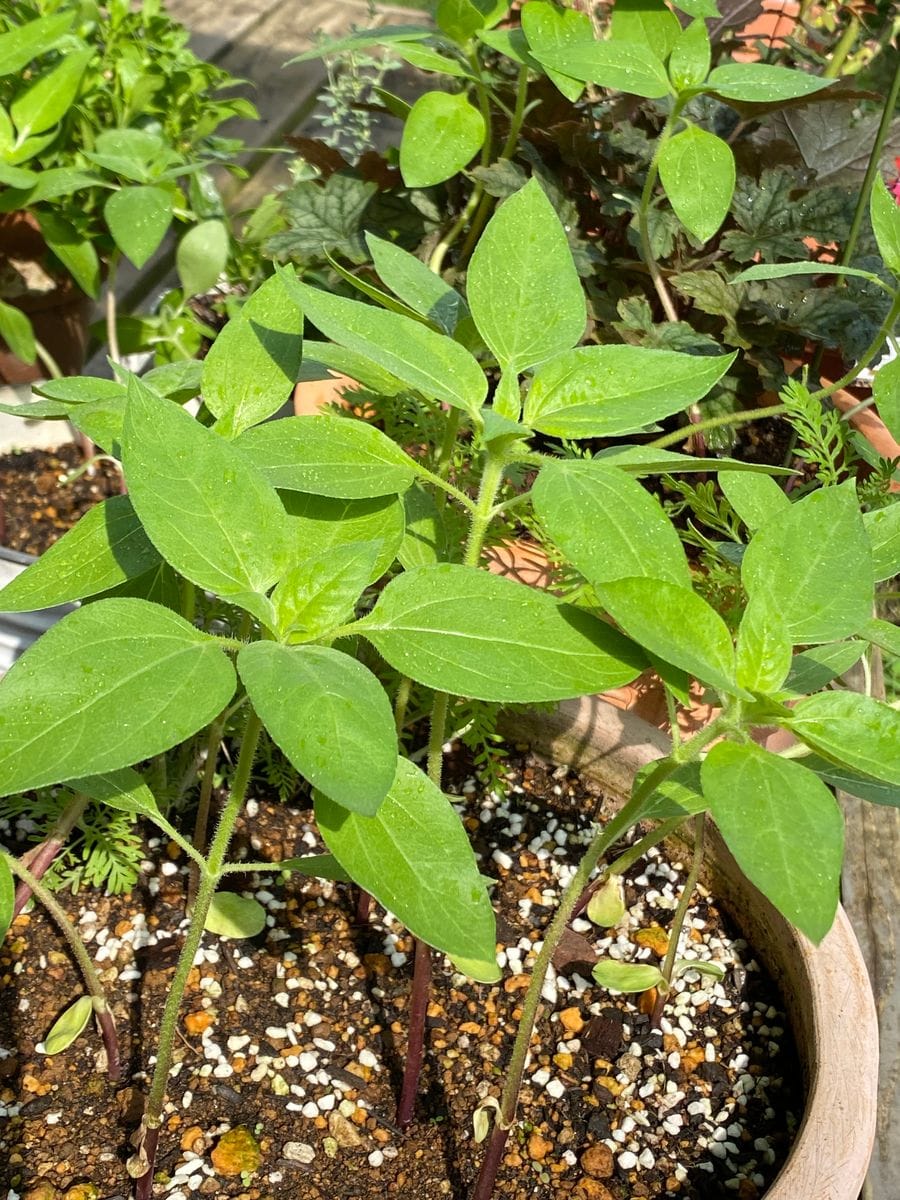 ヒマワリ、夏蒔きしたらいつまで楽しめるかな？ 伸びてます🌿