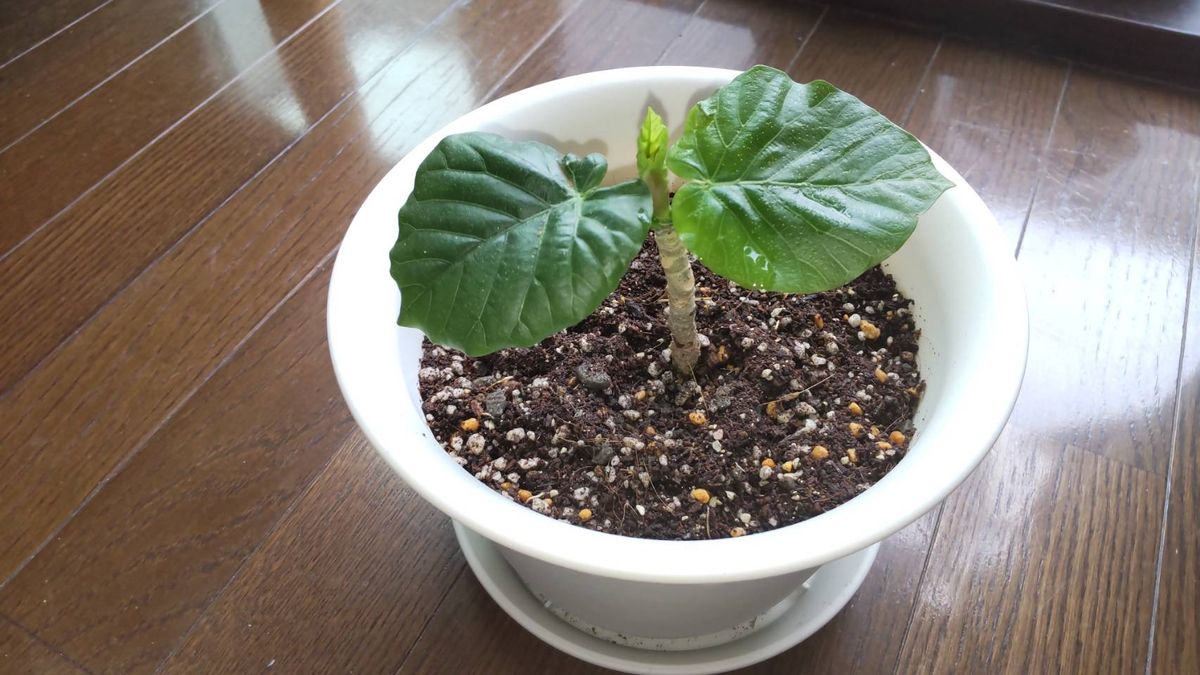 ウンベラータを水挿し→鉢植えで、二代目を育てる