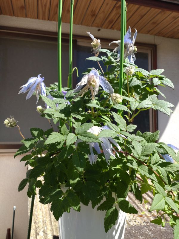 夏越しチャレンジ 花が終了