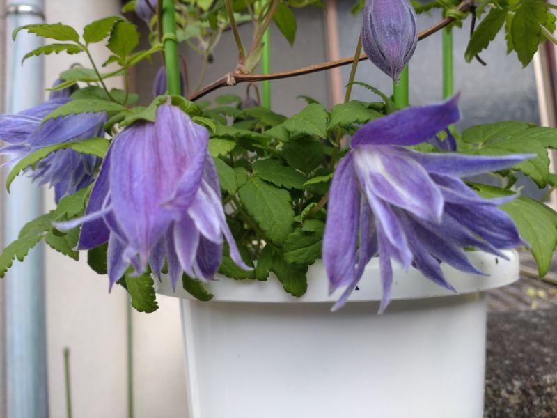 夏越しチャレンジ 開花です。