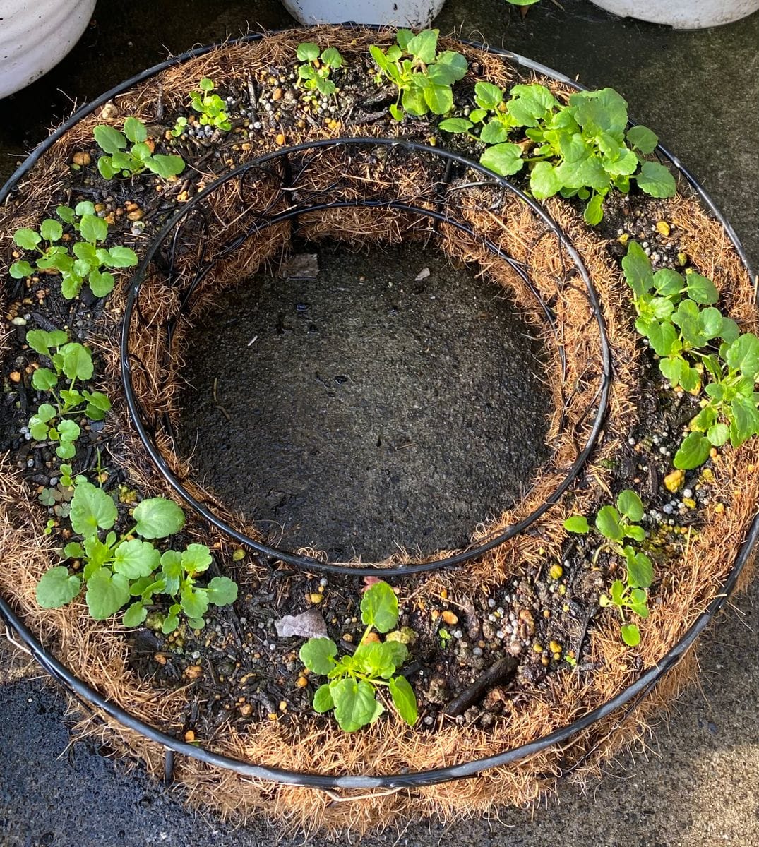 ビオラリースを作るぞ❗️ だんだん🌱ビオラらしく✨✨