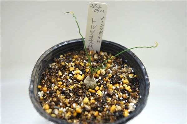 オーニソガラム・トルツオスム の栽培 植え付け（2022/09/22）
