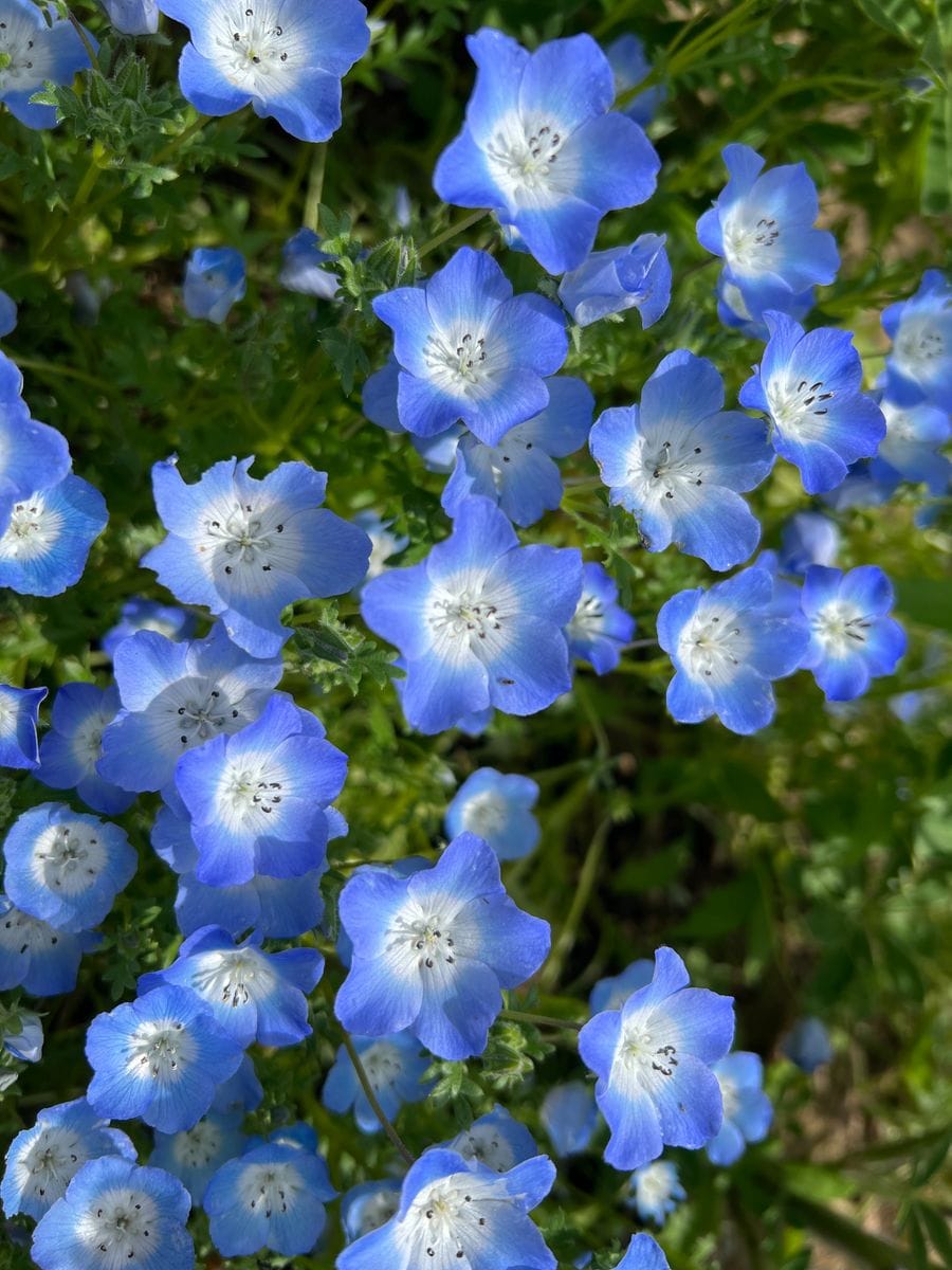 ネモフィラ インシグニス ブルー こぼれ種から開花