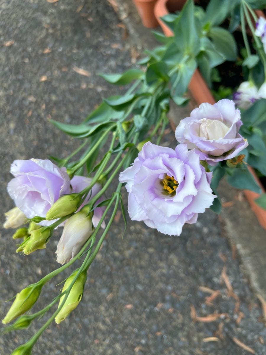 ユーストマ ラベンダー 開花