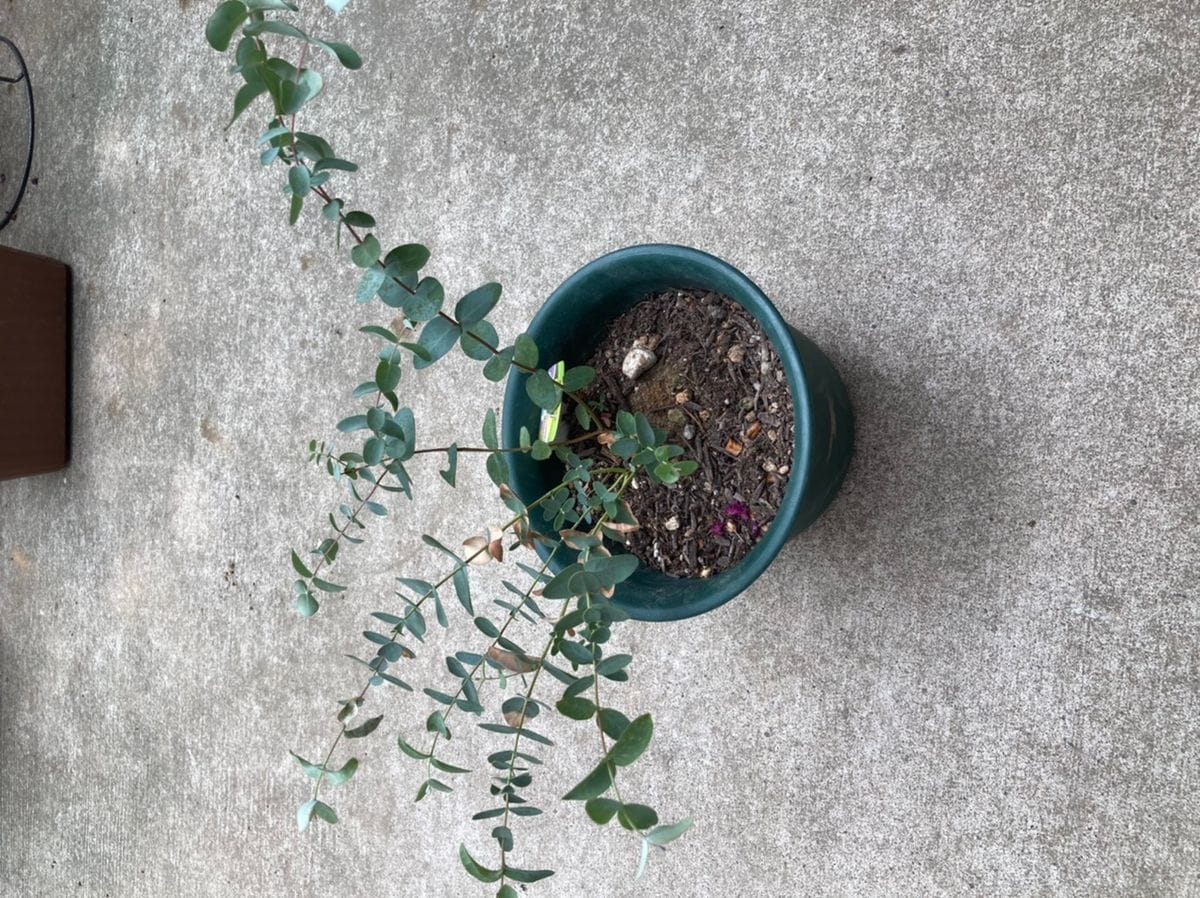 その① 成長が悪い植物達の原因がわかりません（ ;  ; ） 今年購入のポット苗からのユーカリです。