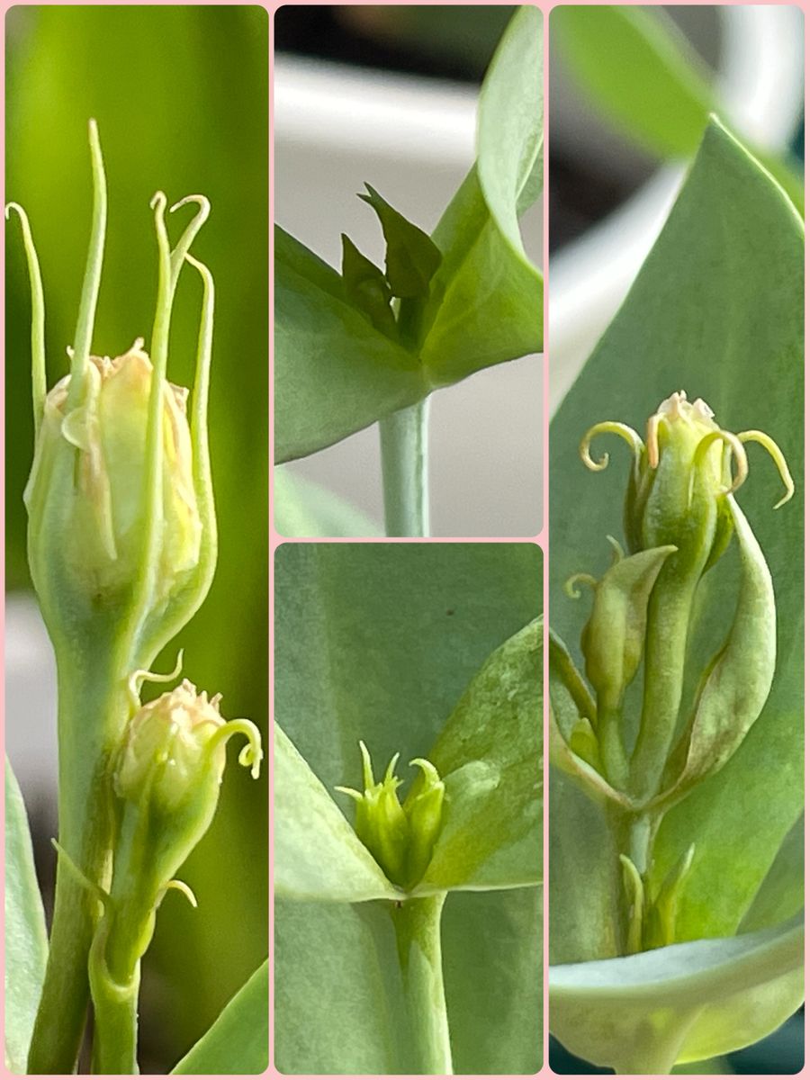 トルコギキョウ3種を咲かせたい✨✨&冬越し株を咲かせたい vol1 3月蒔きに花芽❗️