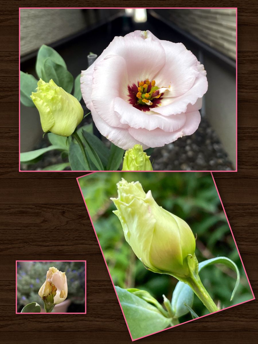 トルコギキョウ3種を咲かせたい✨✨&冬越し株を咲かせたい vol1 2番花の開花