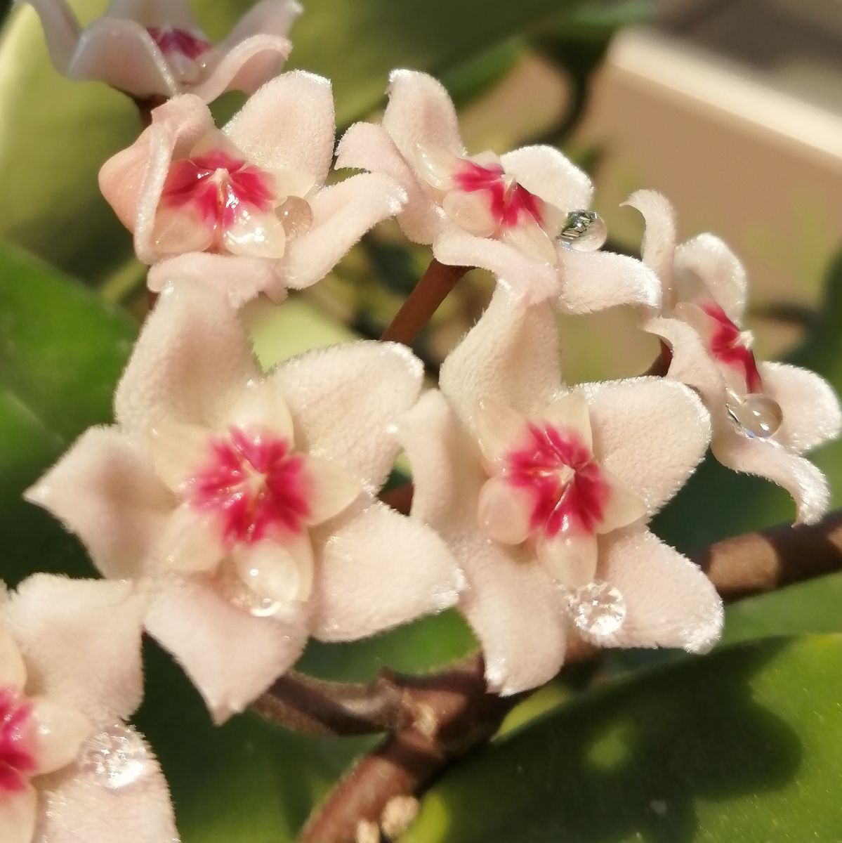 4年目のホヤ・初めて花座（らしきもの）がついた 蜜または夜露がキラキラ