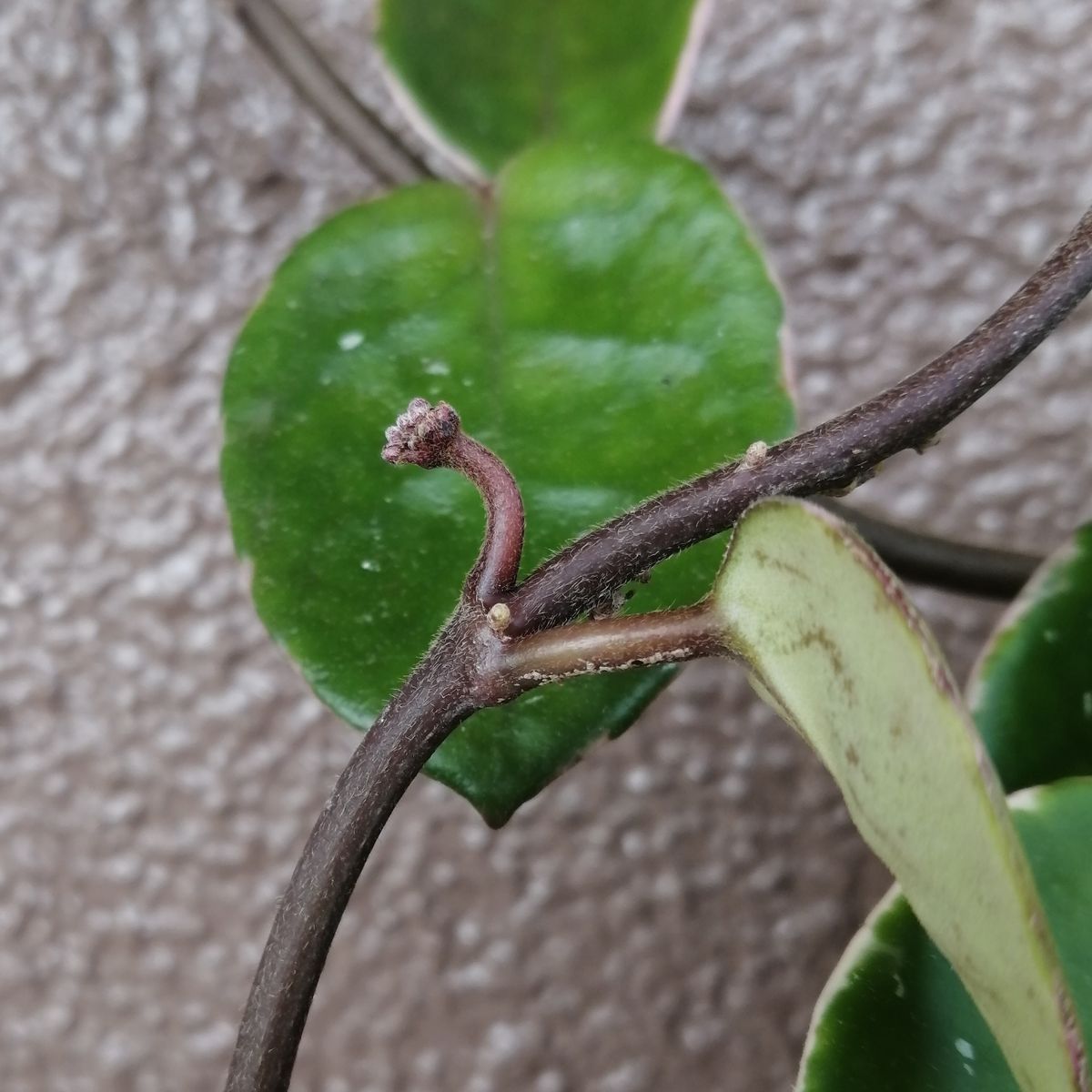 4年目のホヤ・初めて花座（らしきもの）がついた 2つ目の花座を発見