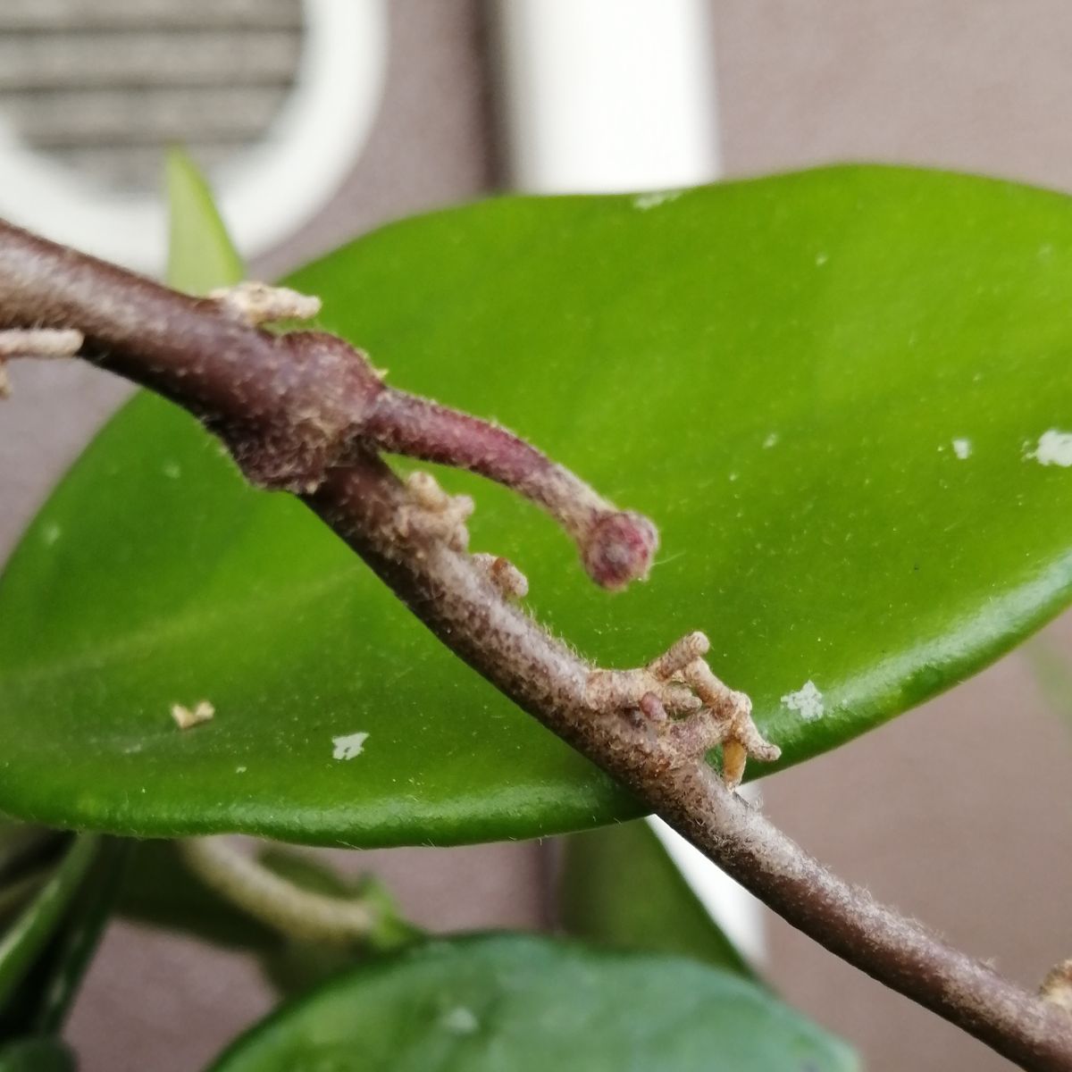 4年目のホヤ・初めて花座（らしきもの）がついた 1つ目の花座　ほぼ変わりなし