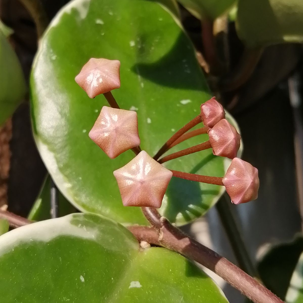 4年目のホヤ・初めて花座（らしきもの）がついた 毎朝チェック！