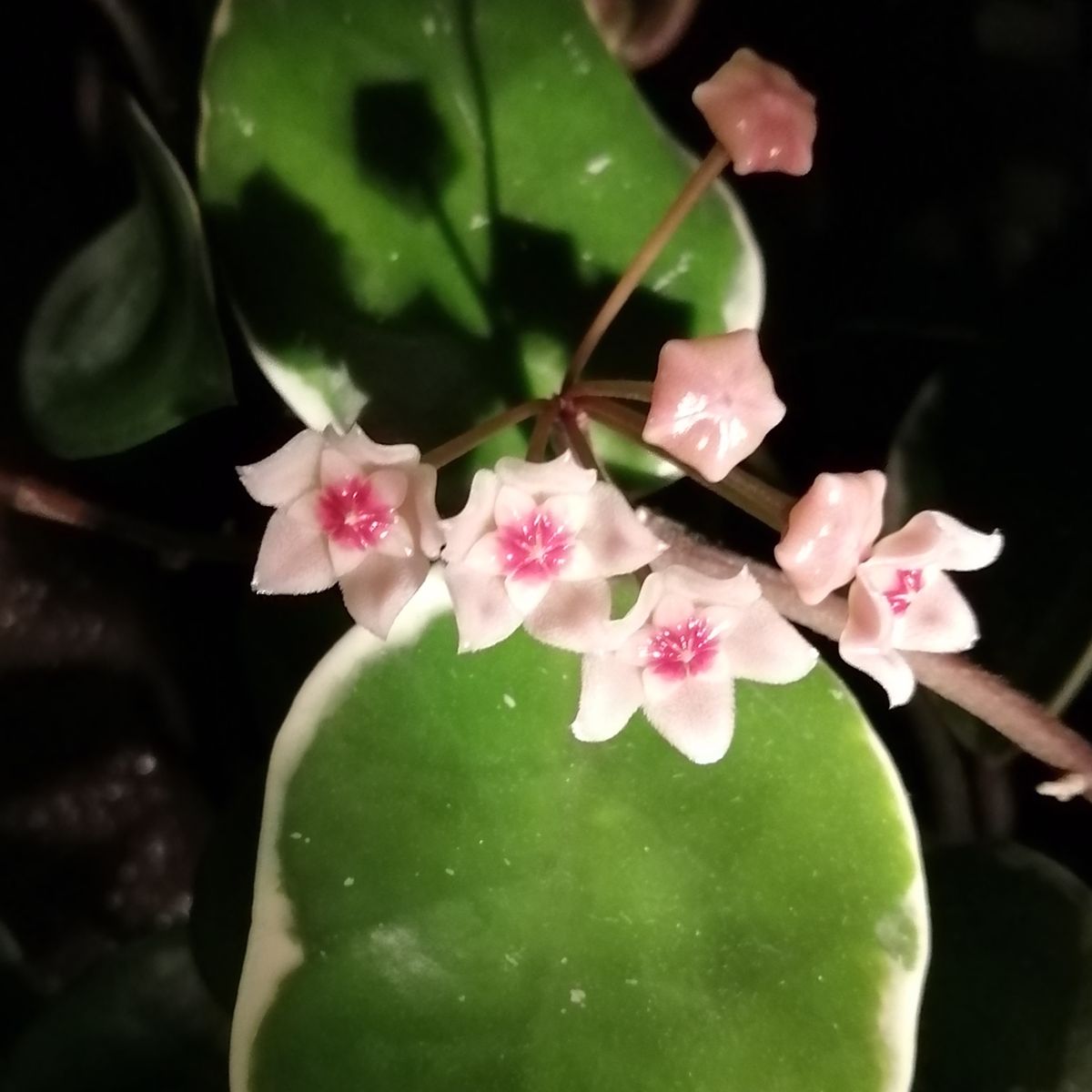 4年目のホヤ・初めて花座（らしきもの）がついた 昨晩から咲き始めた