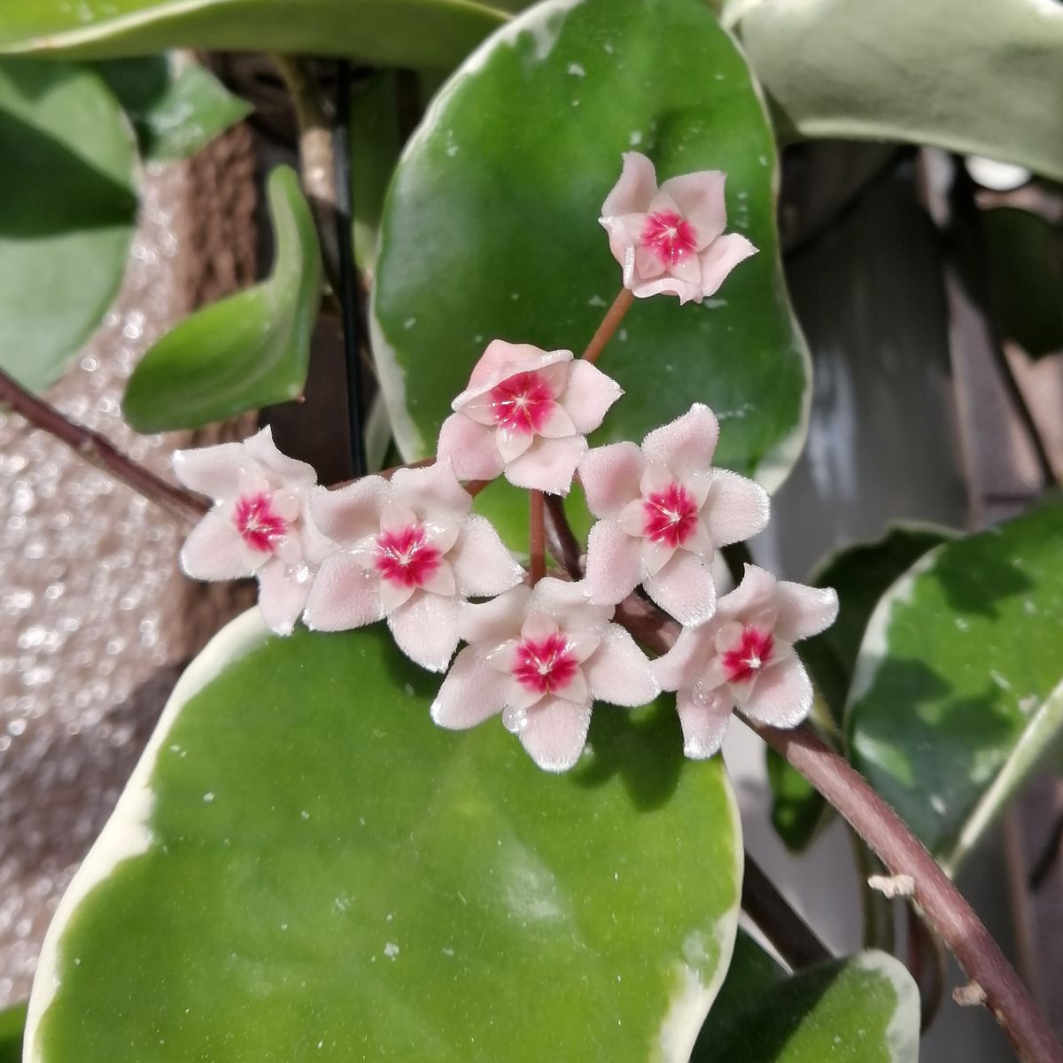 4年目のホヤ・初めて花座（らしきもの）がついた すべての蕾が開花しました