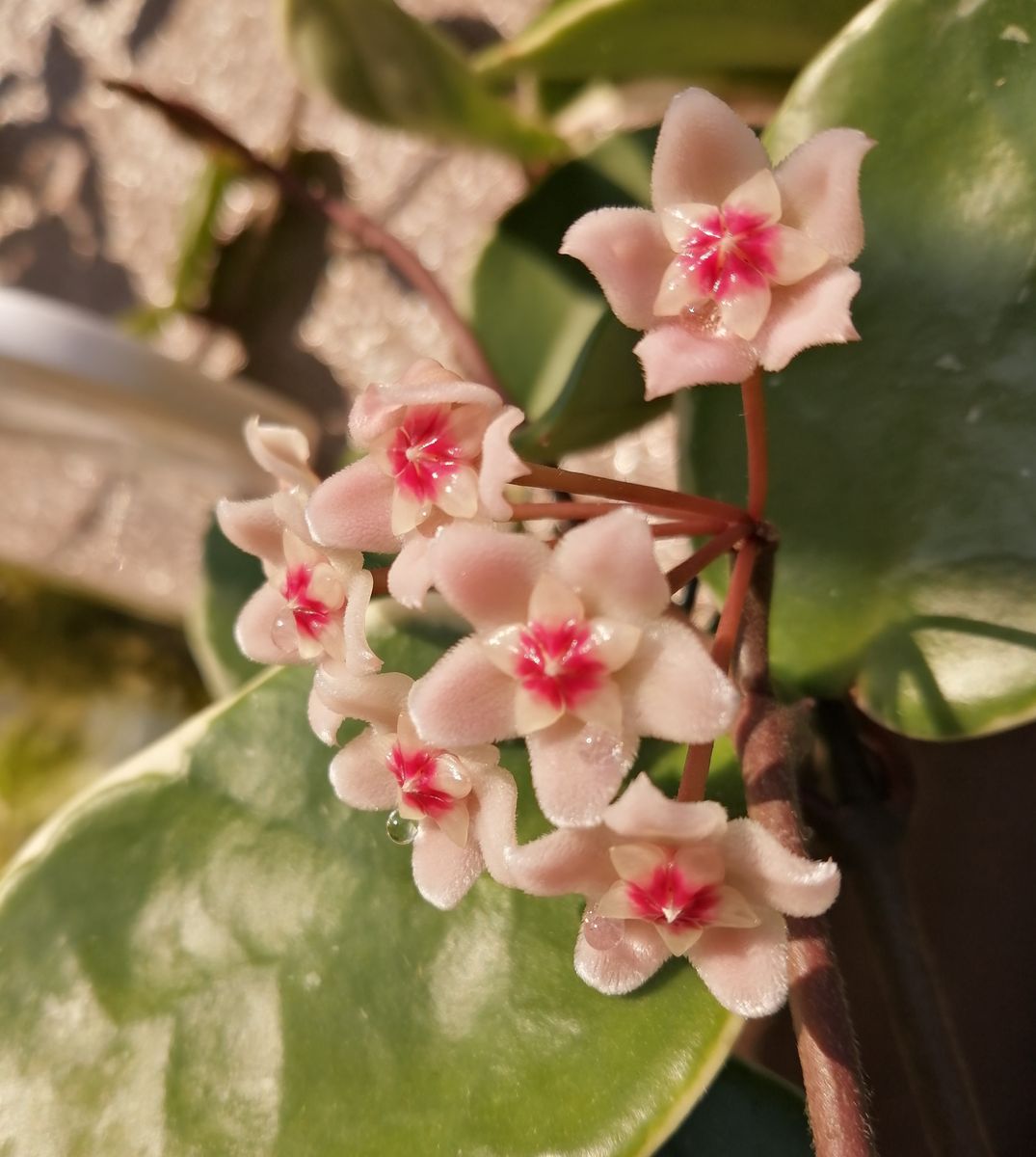 4年目のホヤ・初めて花座（らしきもの）がついた