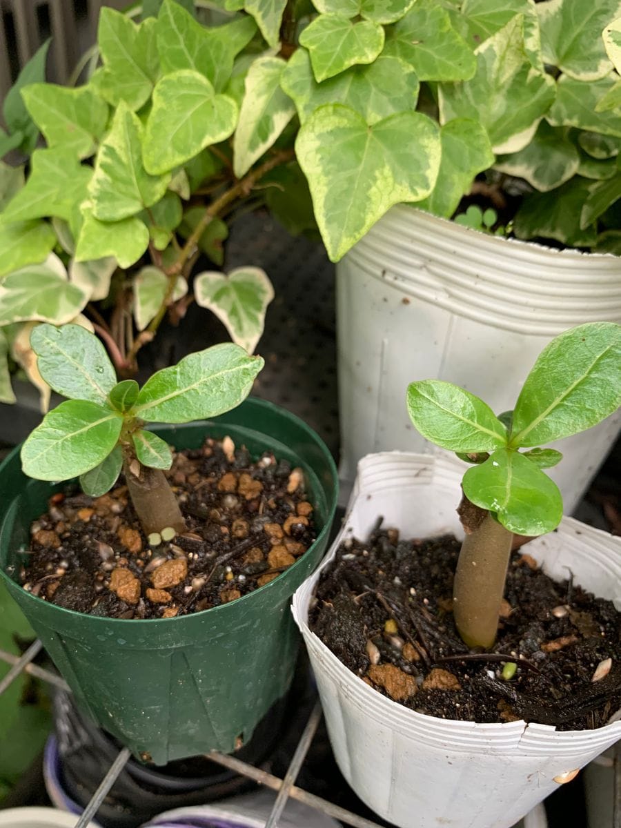 あこがれのアデニウム 7月1日お久しぶり🌱