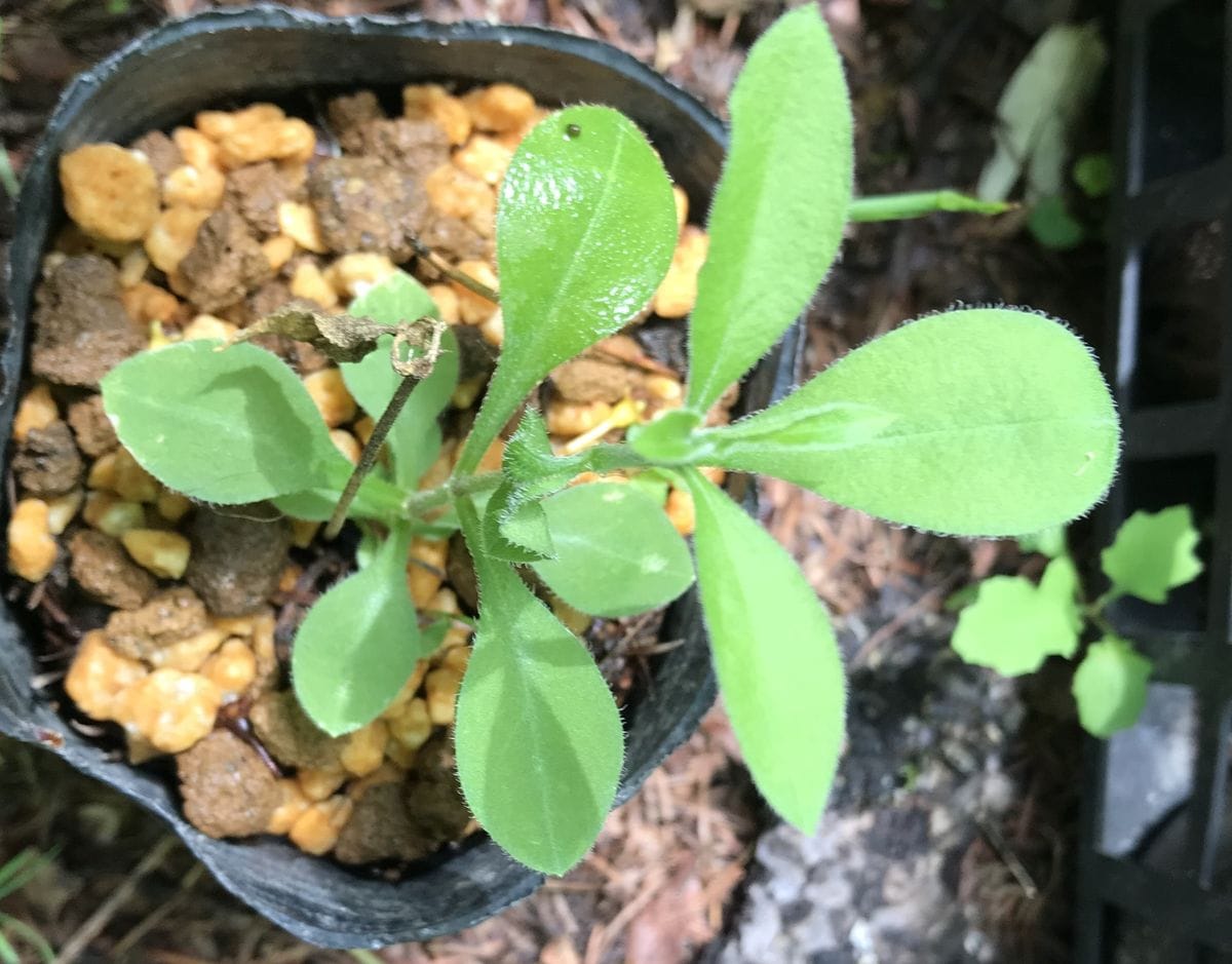 南蛮ハコベの増やし方、育て方、楽しみ方 挿し芽して春芽が出た方