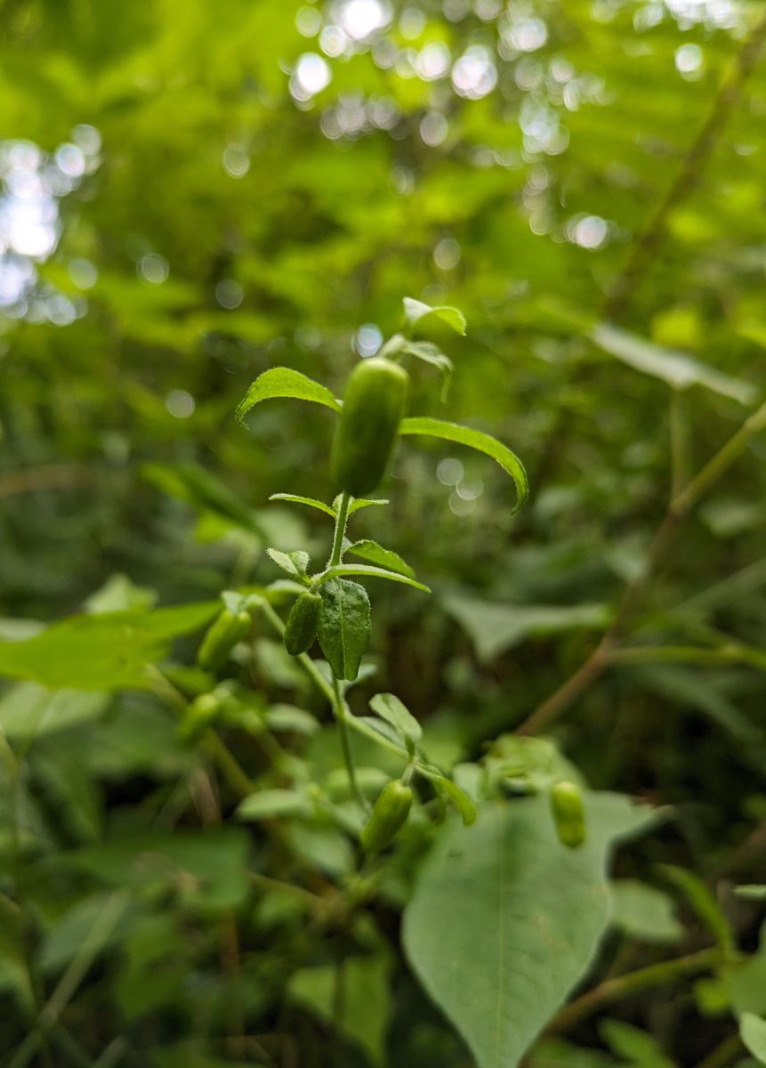 南蛮ハコベの増やし方、育て方、楽しみ方 自生地では開花（寸前）