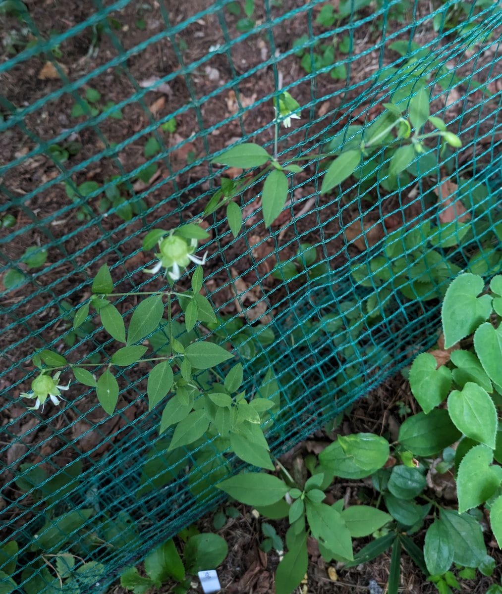 南蛮ハコベの増やし方、育て方、楽しみ方 挿し芽の自宅南蛮ハコベも開花