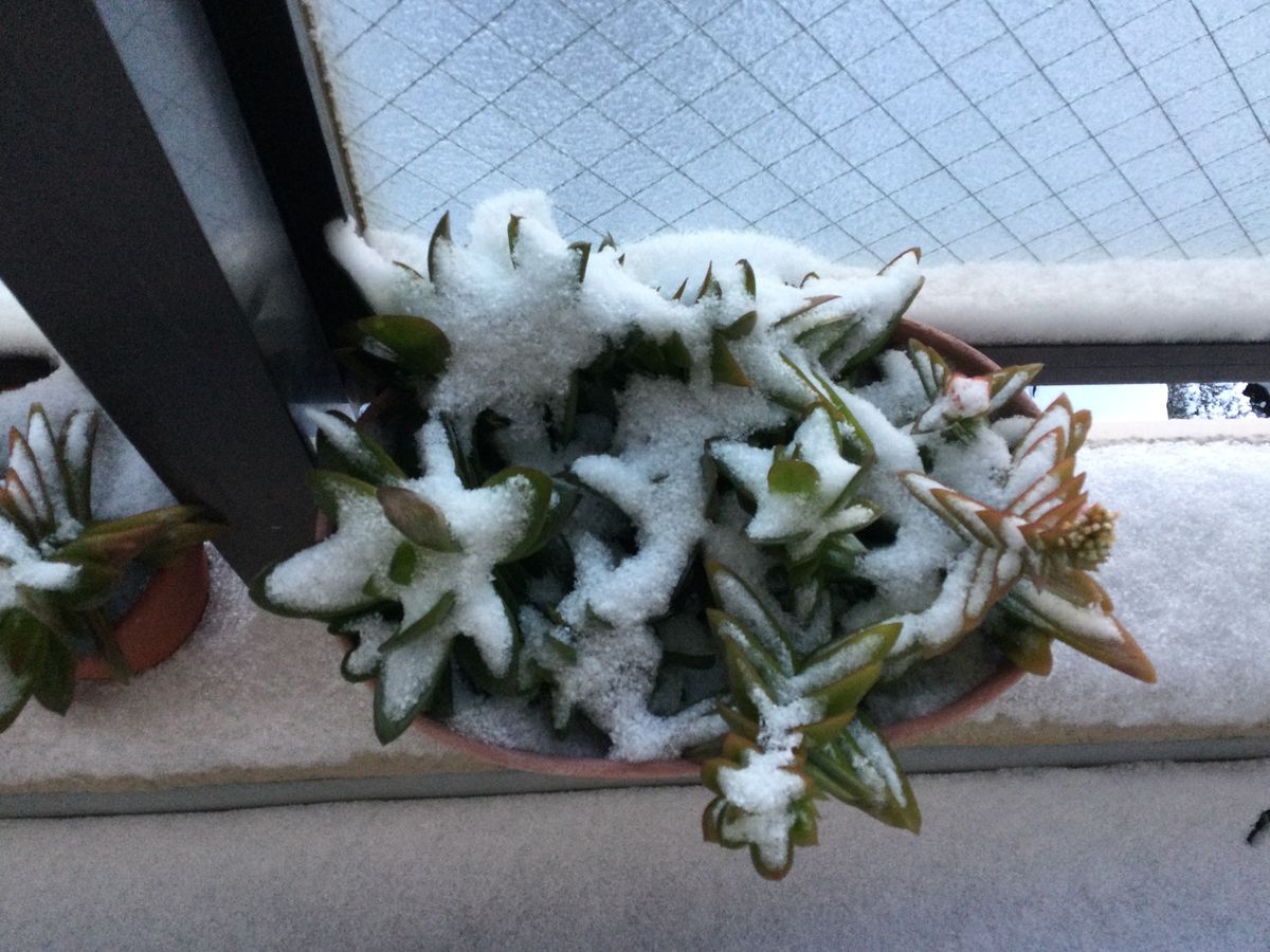 火祭りの紅葉を観察する。→寒波で枯れる(合掌) 雪を被ってしまいました。