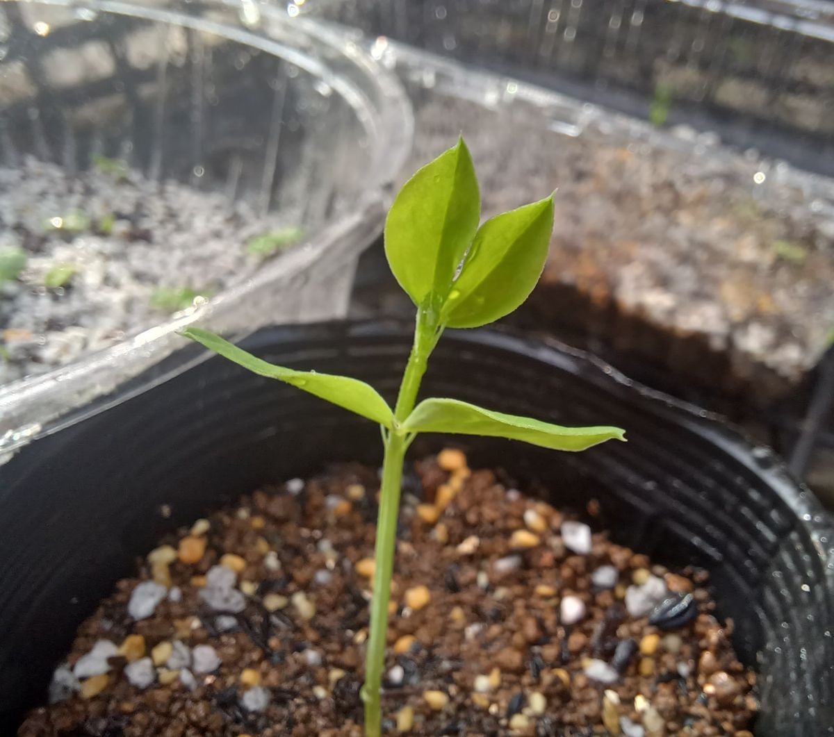 🌱双葉が花咲くまで　→END 葉が増えた✨