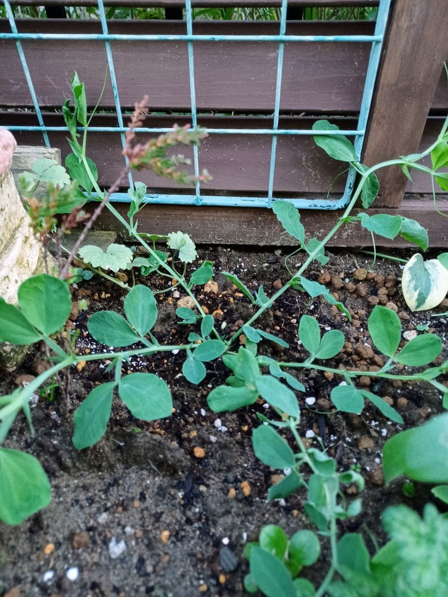 🌱双葉が花咲くまで　→END 植え付け✨️🙌