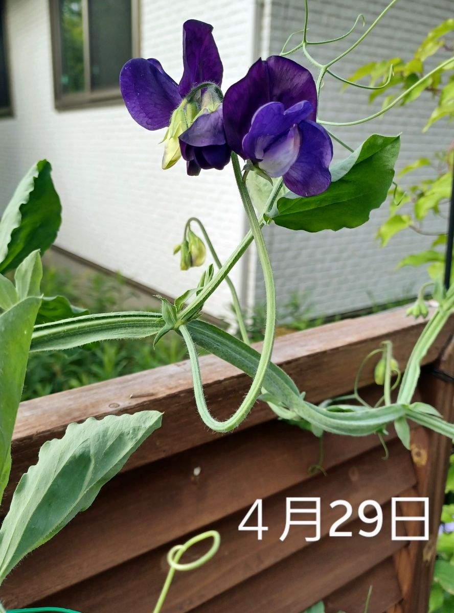 🌱双葉が花咲くまで　→END 💜開花💜