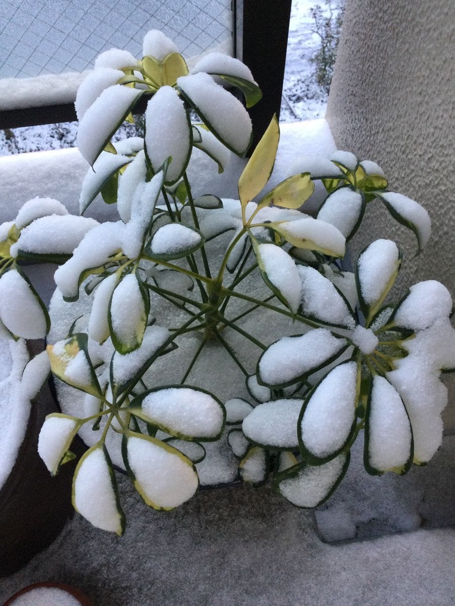 カポック、大きく育てたい。その②→雪をかぶった後で枯れました。 雪被りました。