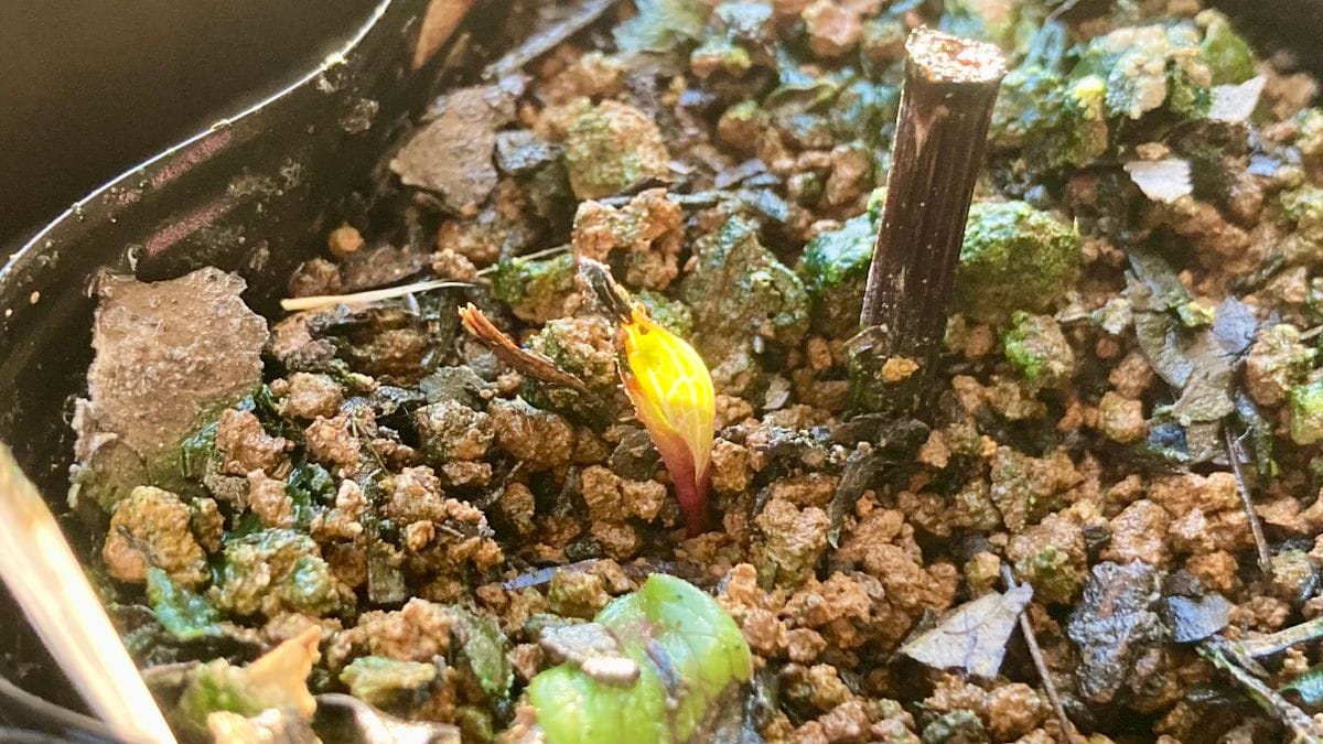 エキナセア・ホットパパイヤを挿し芽で増やせるか？やってみよう！ 覚醒！？(￣O￣;)🌱