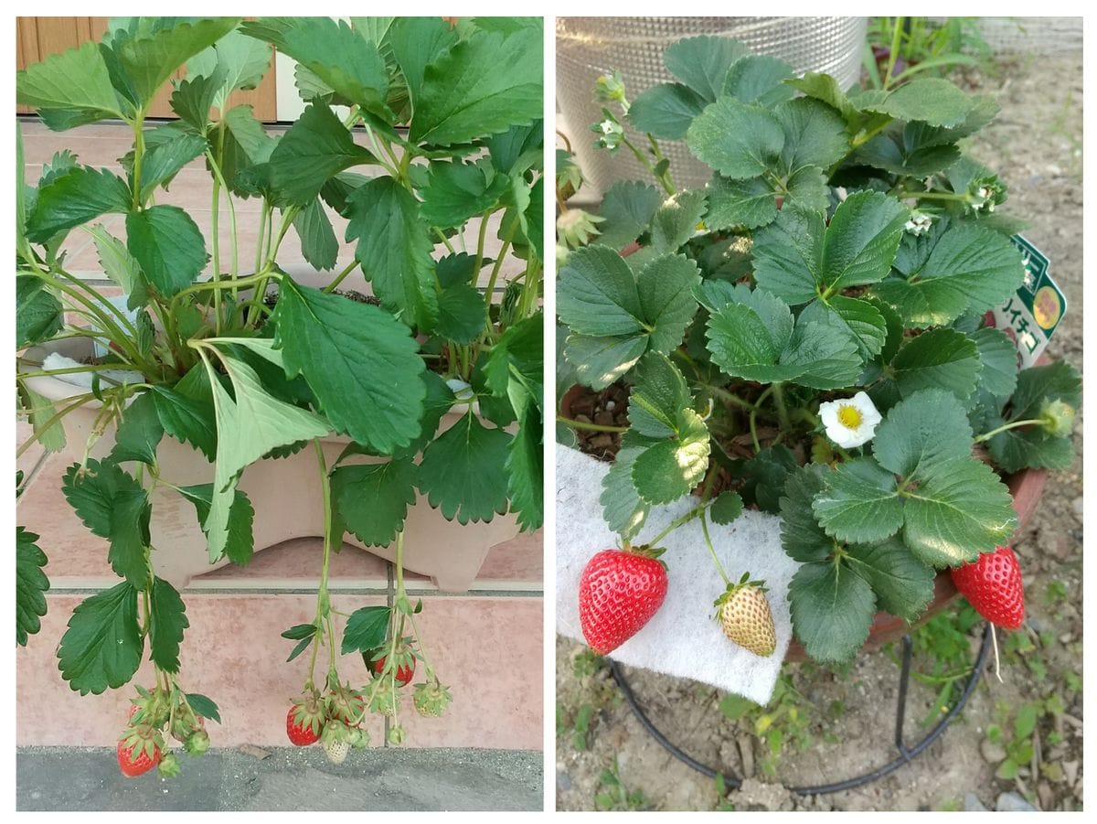 🍓イチゴ🍓四季成りと一季なり　両方を育ててみる 章姫は終盤か　らくなりイチゴは開花が続く