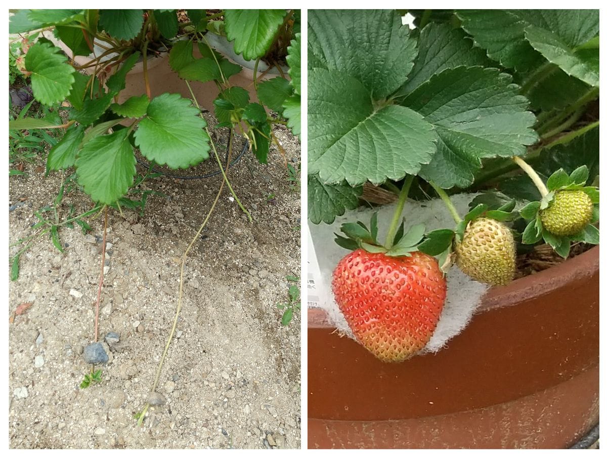 🍓イチゴ🍓四季成りと一季なり　両方を育ててみる 章姫はランナー取り　らくなりイチゴは…