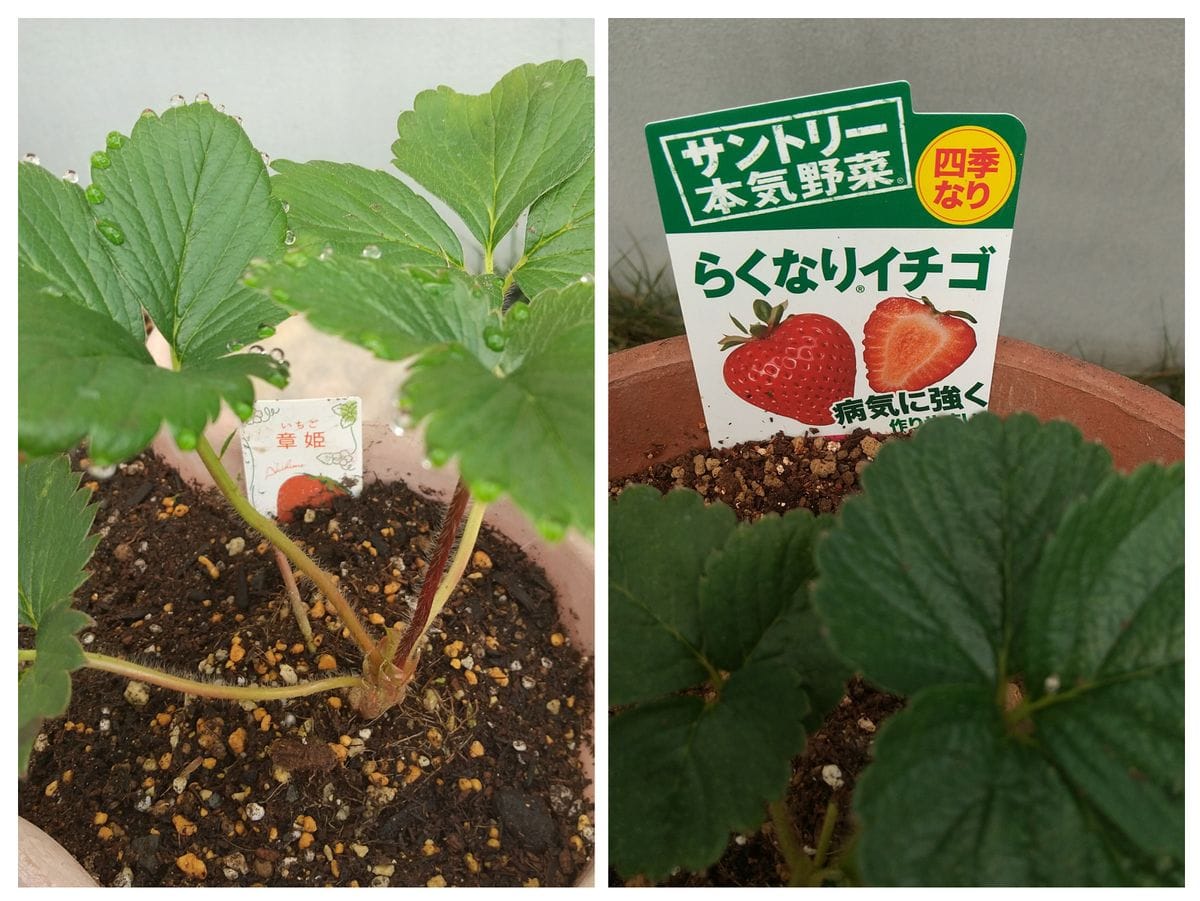 🍓イチゴ🍓四季成りと一季なり　両方を育ててみる