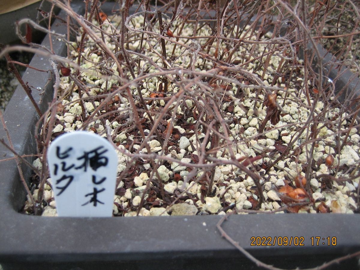 オキザリス、1000球の植え替えにトライ⏳３ ヒルタの挿し木から、球根掘り🧅