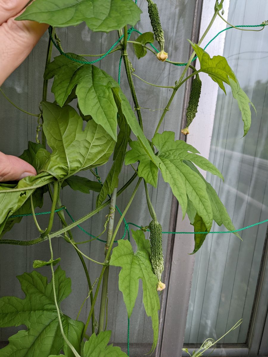 食べまきゴーヤー栽培大成功 ゴーヤーが落果せず育ってきた。