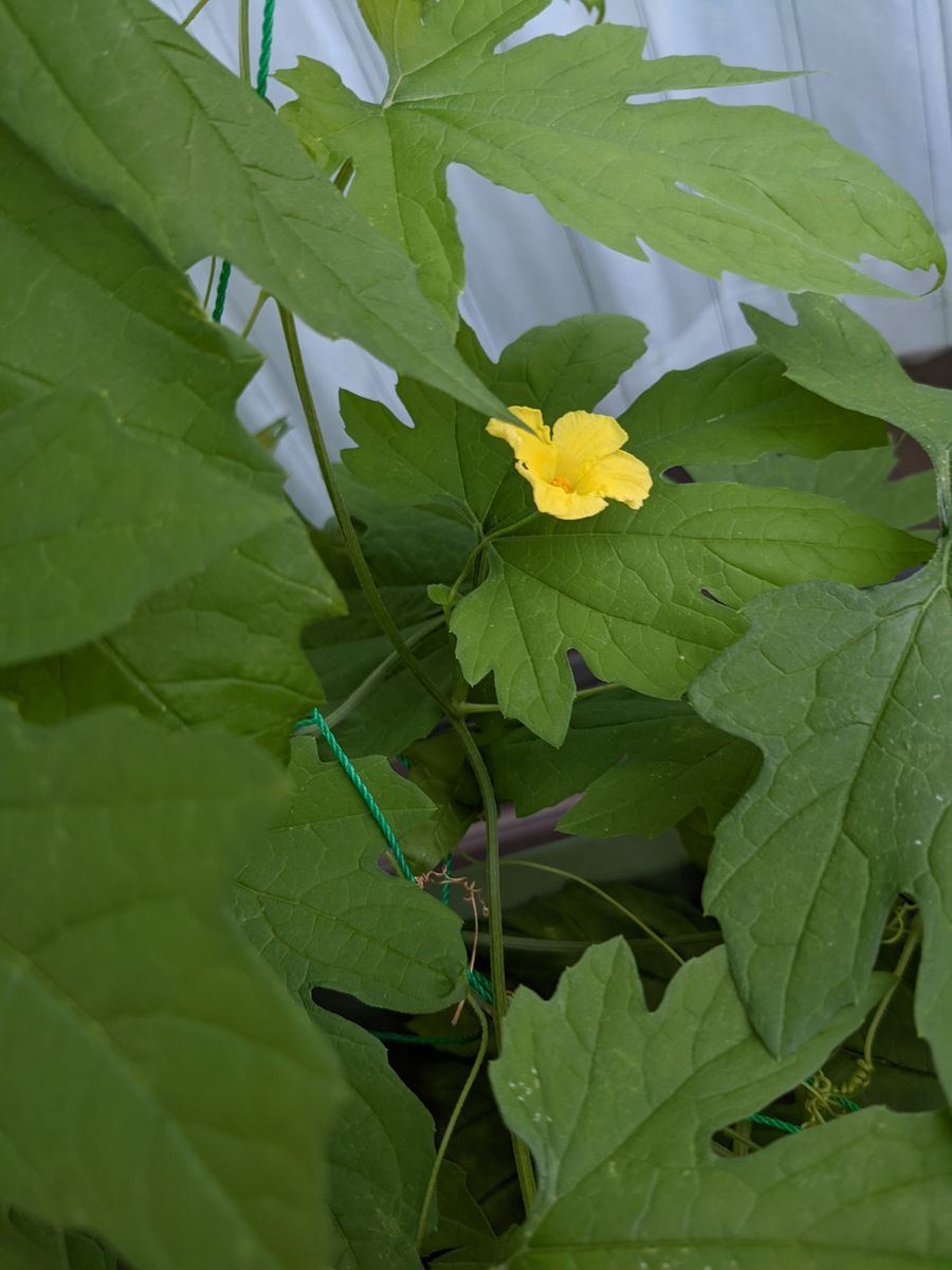 食べまきゴーヤー栽培大成功 雄花　初開花