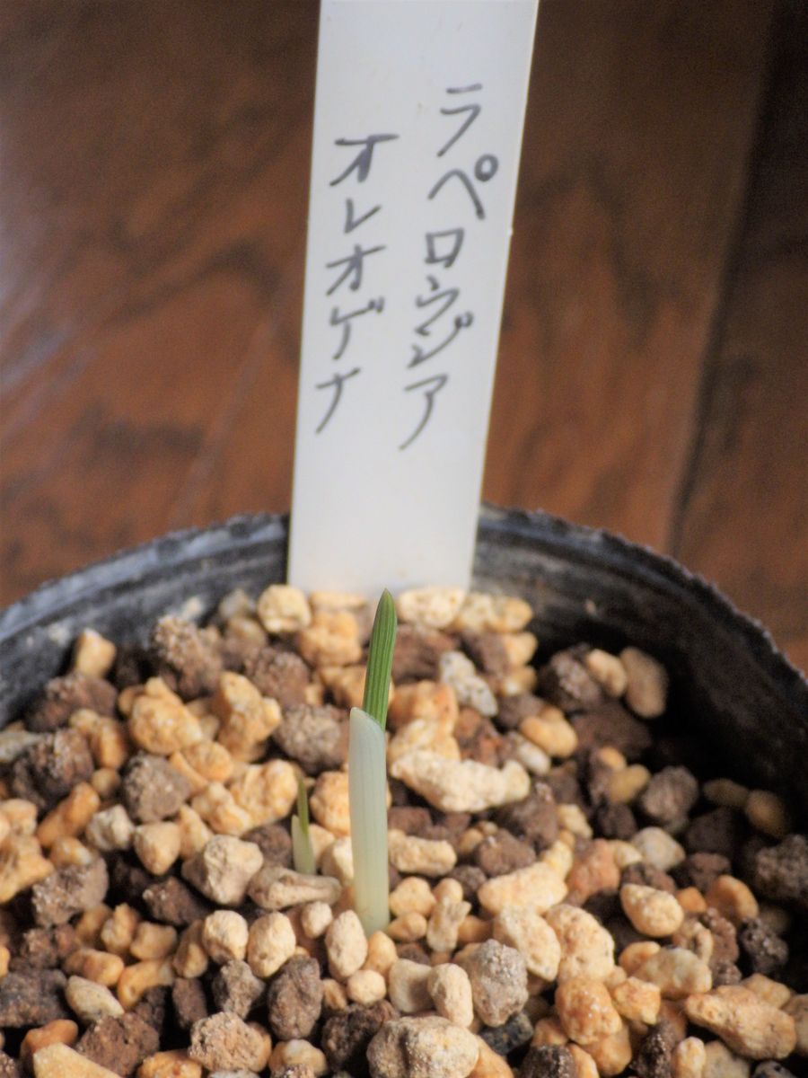 ラペイロージア・オレオゲナ　開花までの成長記録 2022年10月11日　芽が出た