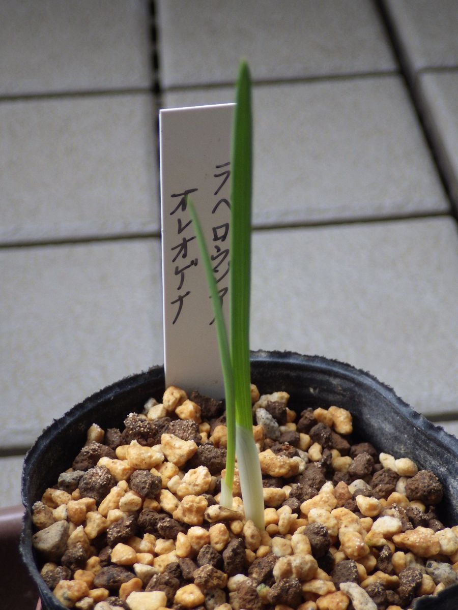 ラペイロージア・オレオゲナ　開花までの成長記録 2022年10月17日　背丈伸びる