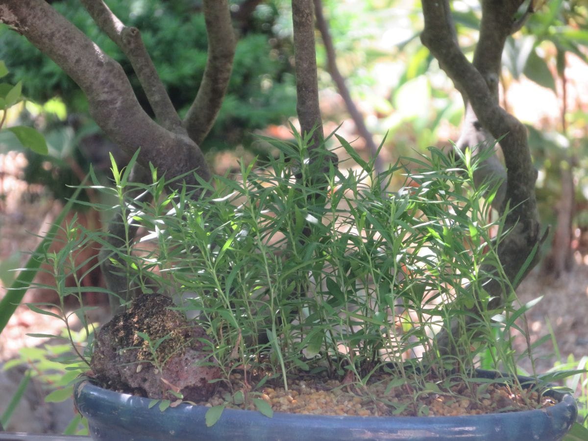 ヤクシマノコンギク　植え替え 生長