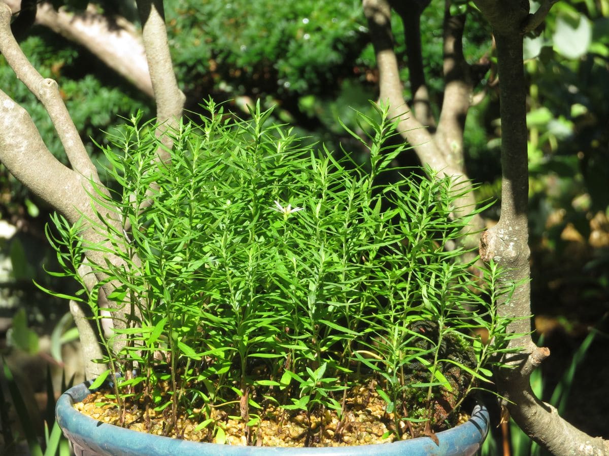 ヤクシマノコンギク　植え替え 一輪咲きました