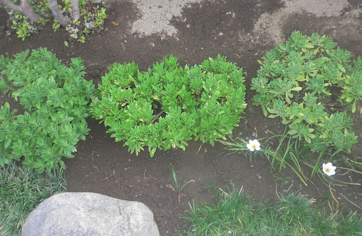 オステオスペルマム冬越 地植え